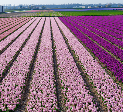 Bountiful Harvest - E-Commerce
