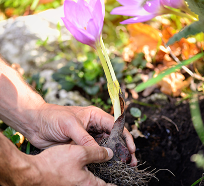 Deep Roots - Development